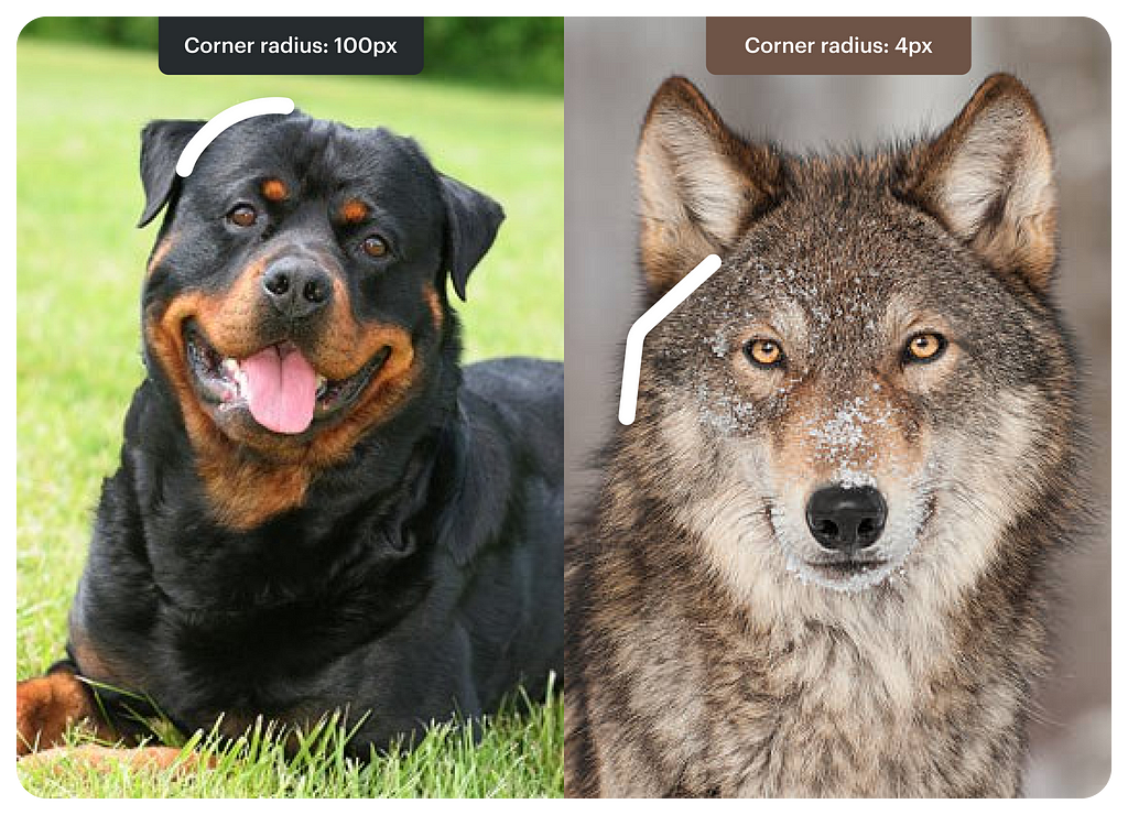 Comparing a curvy dog with a sharp wolf