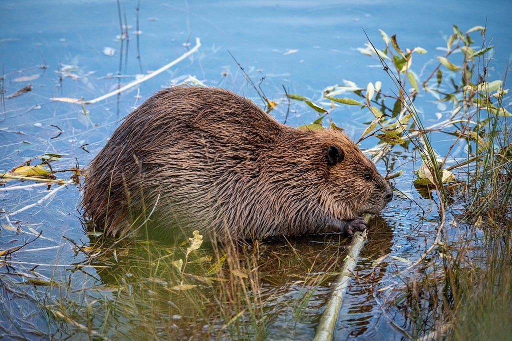 Beaver chewing branch in a wetland