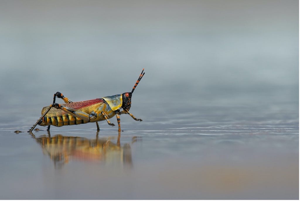 A beautiful grasshopper in close up.