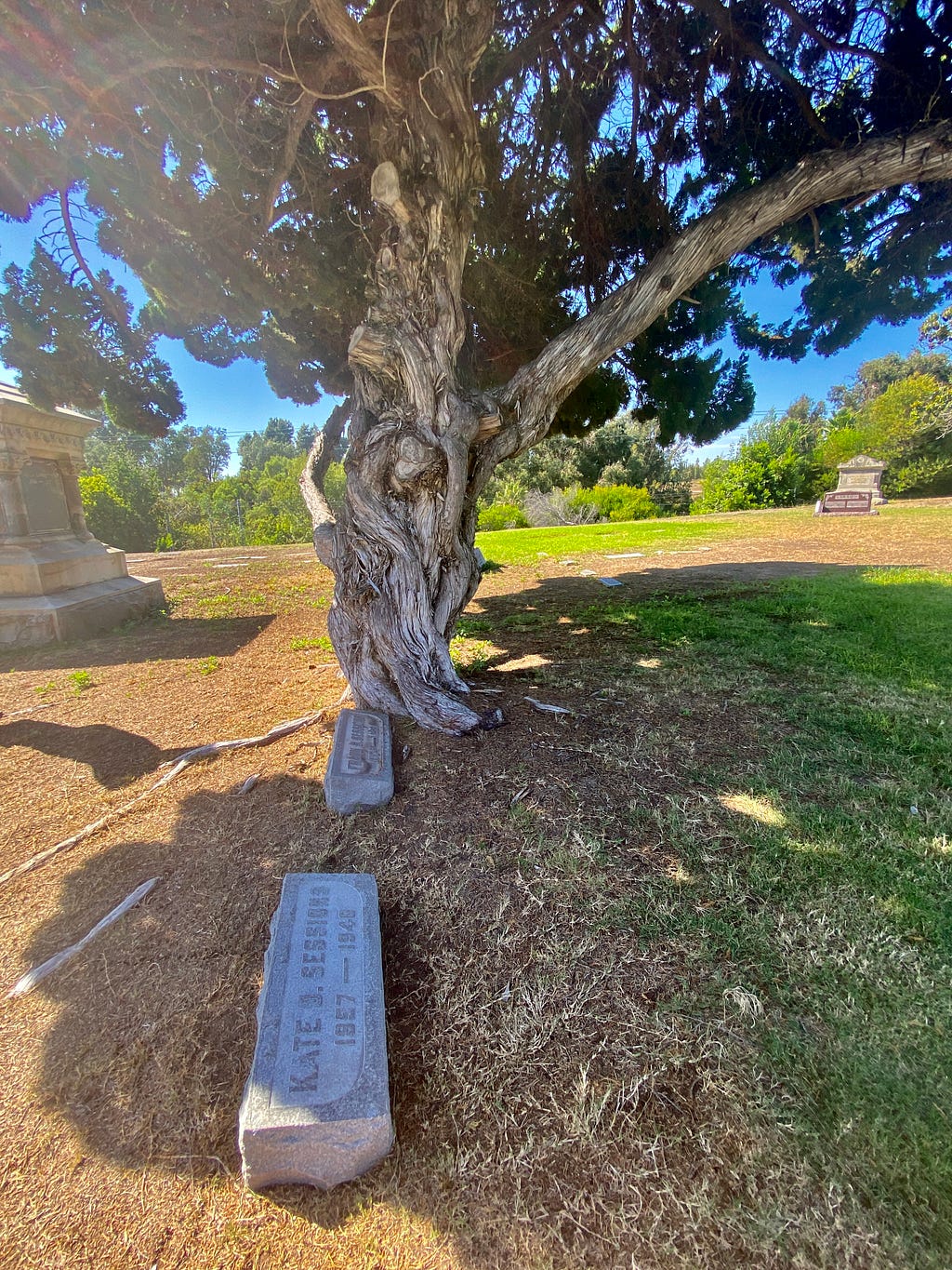Kate Sessions gravesite in Mt. Hope Cemetery, San Diego, CA