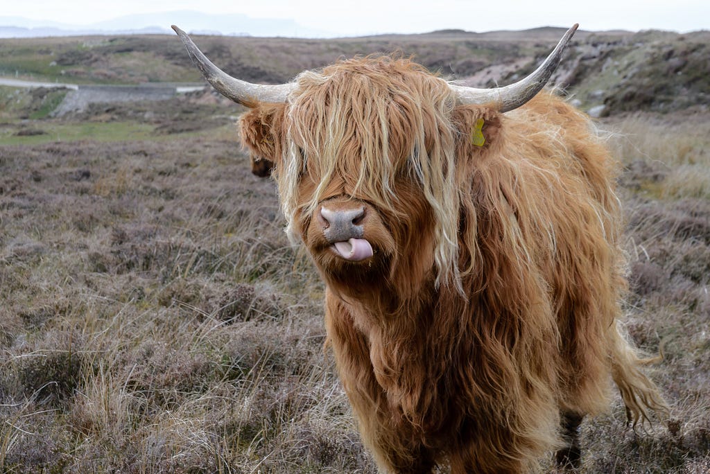A picture of a fluffy brown bull with it’s tongue sticking out.