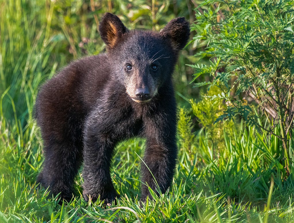 Photo of baby bear.