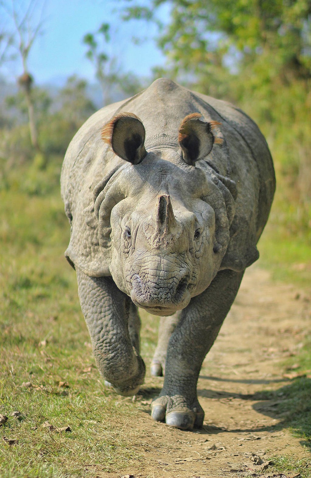 One-horned rhinoceros.