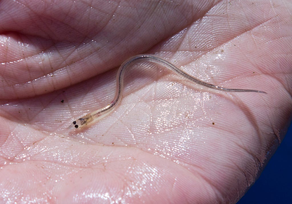 a tiny eel is almost completely clear