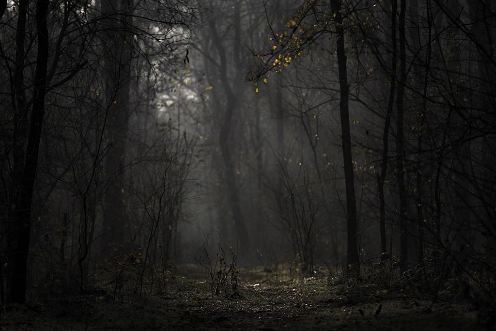 The dark dense forests of northern region, where sunlight slightly gets chance to come.