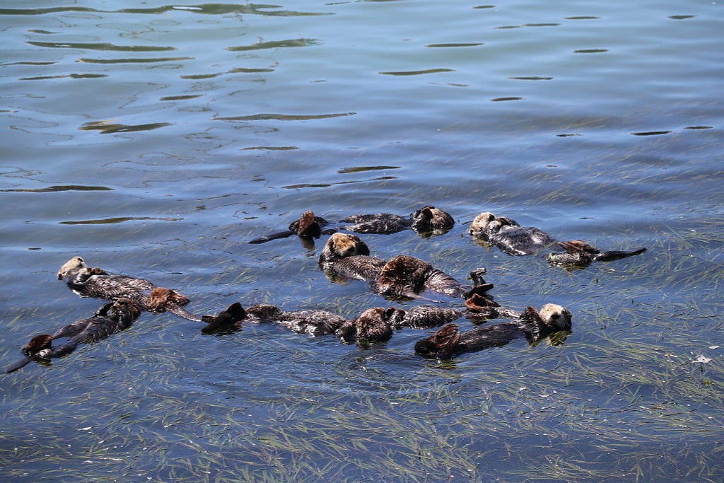 group of otter floating in the water