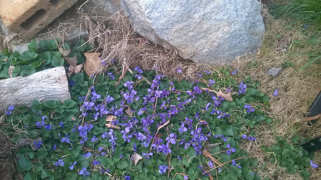 Violets forming ground cover