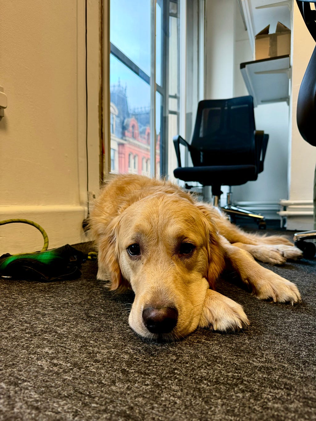 Buster the Golden Retriever lying down in the office