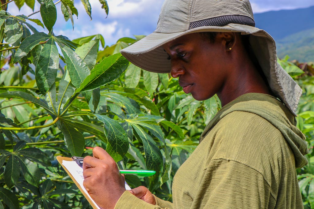 Fradian Murray, a research assistant, assesses a cassava trial plot in Saint Thomas, Jamaica.