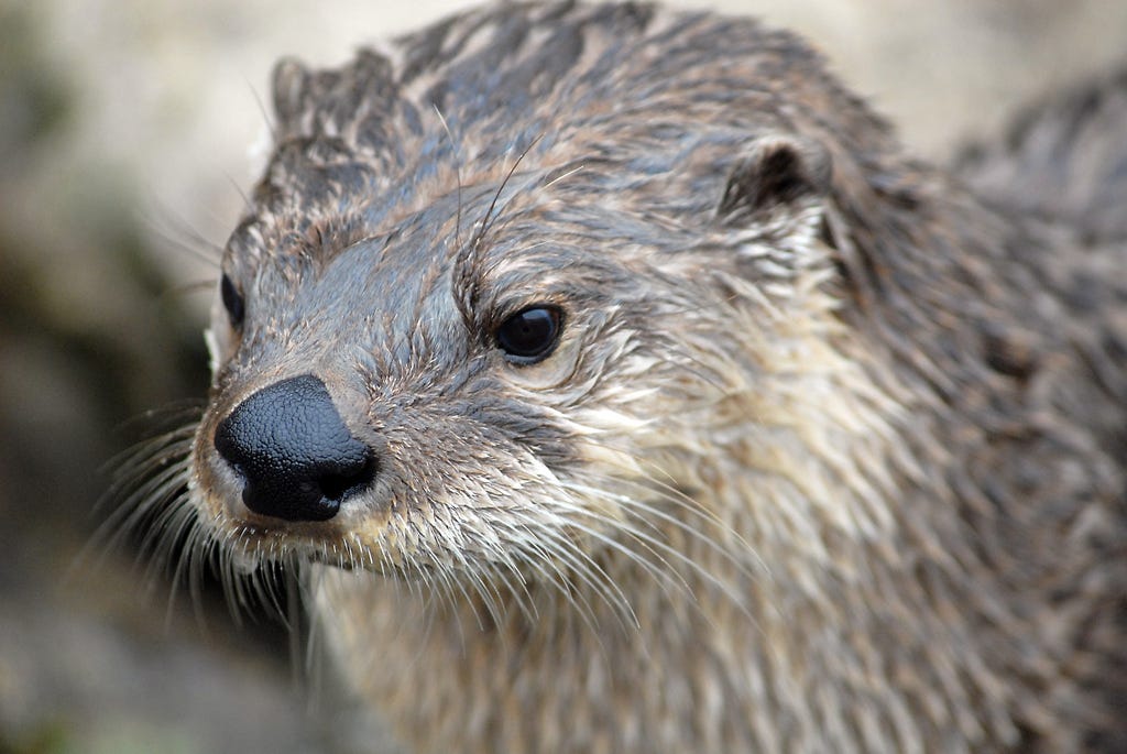 face of a river otter