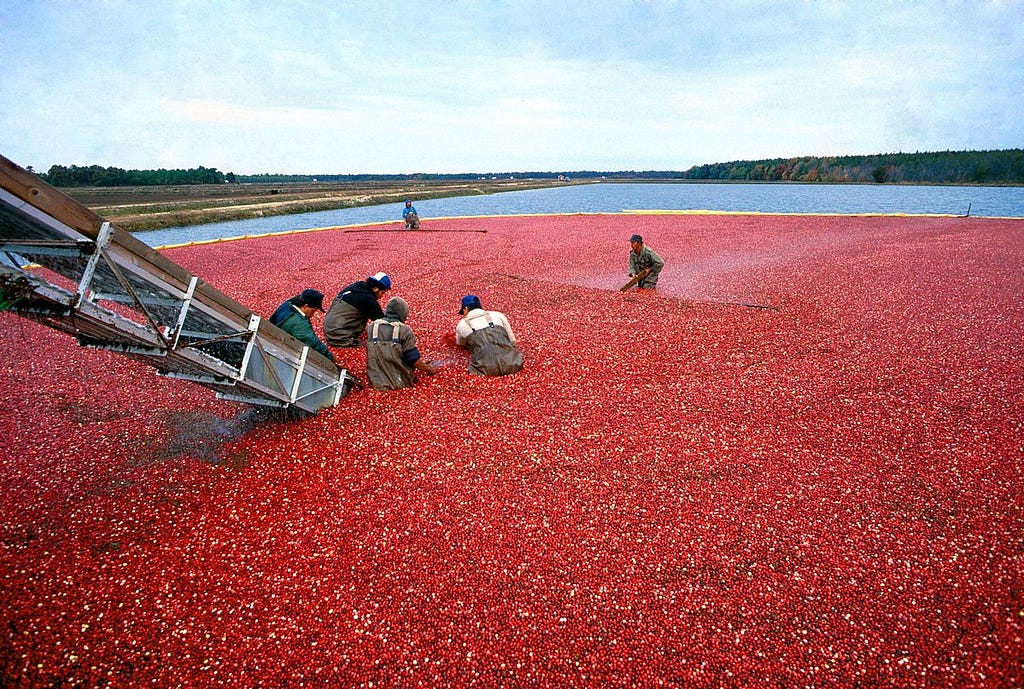 Farmers in waders stand waist deep in a flooded cranberry bog, surrounded by red berries