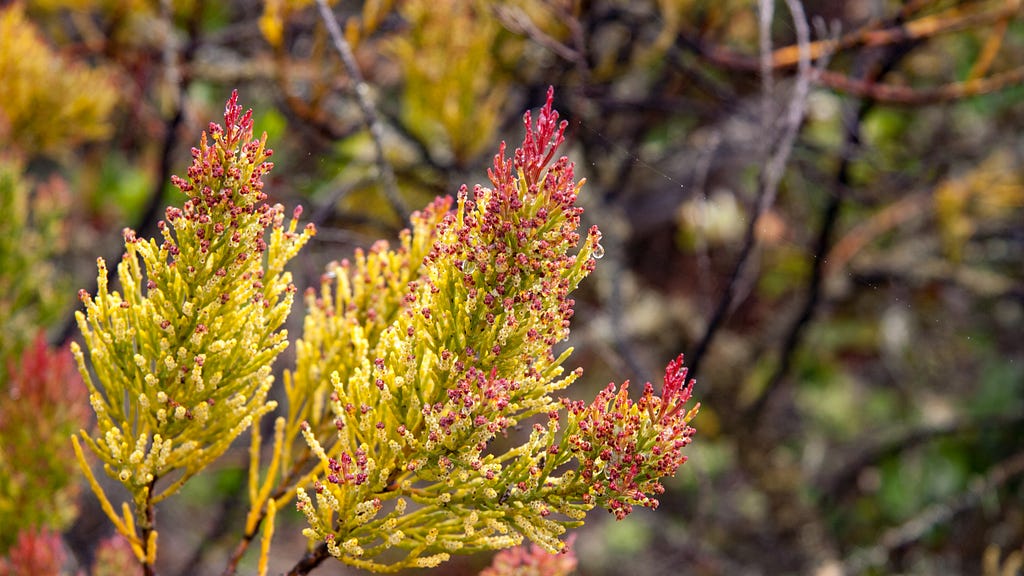 Heau is a tree with yellowish green shrub leaves that are tipped in red.