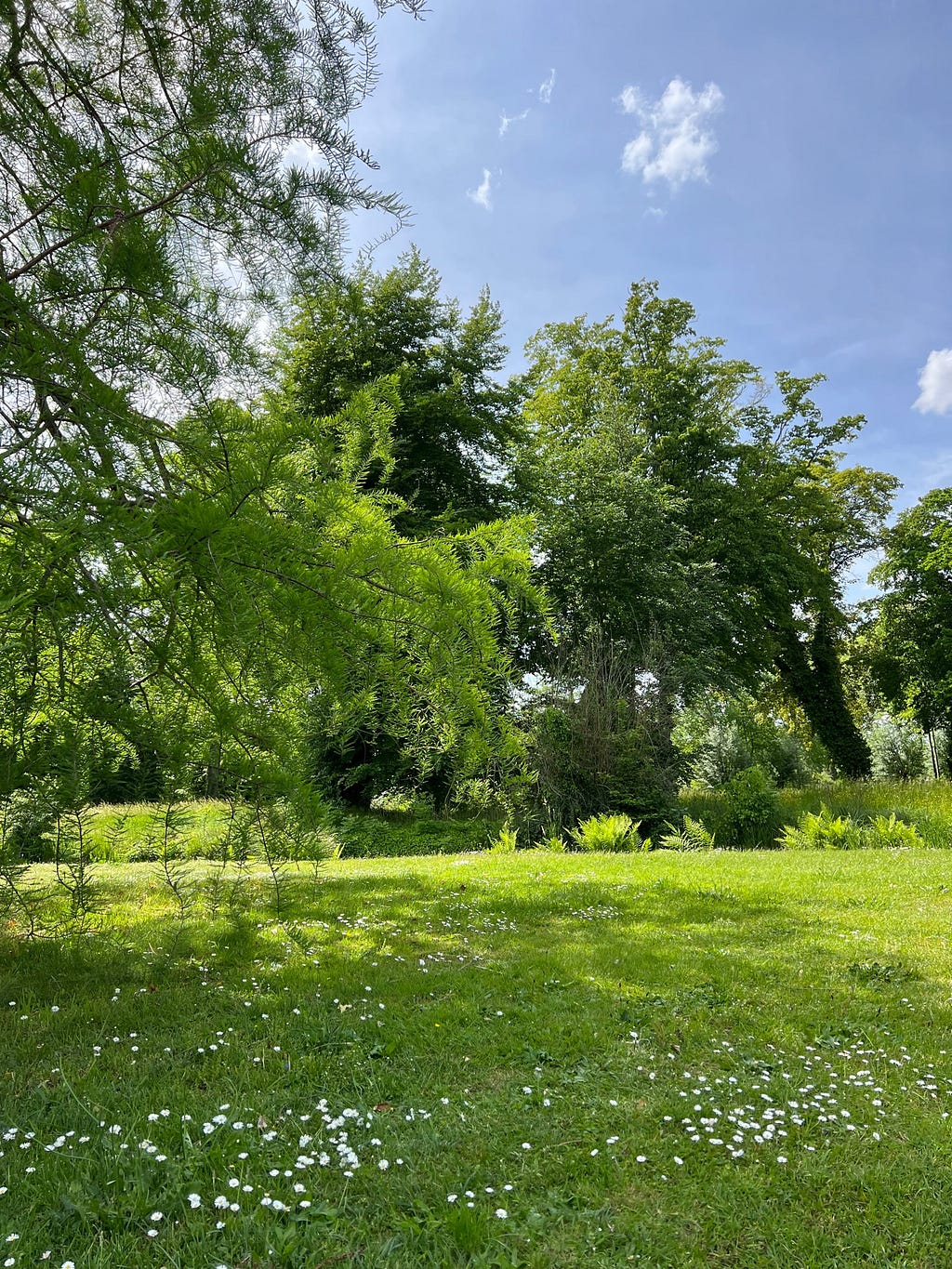 a luscious green park. Grass, trees and a blue sky
