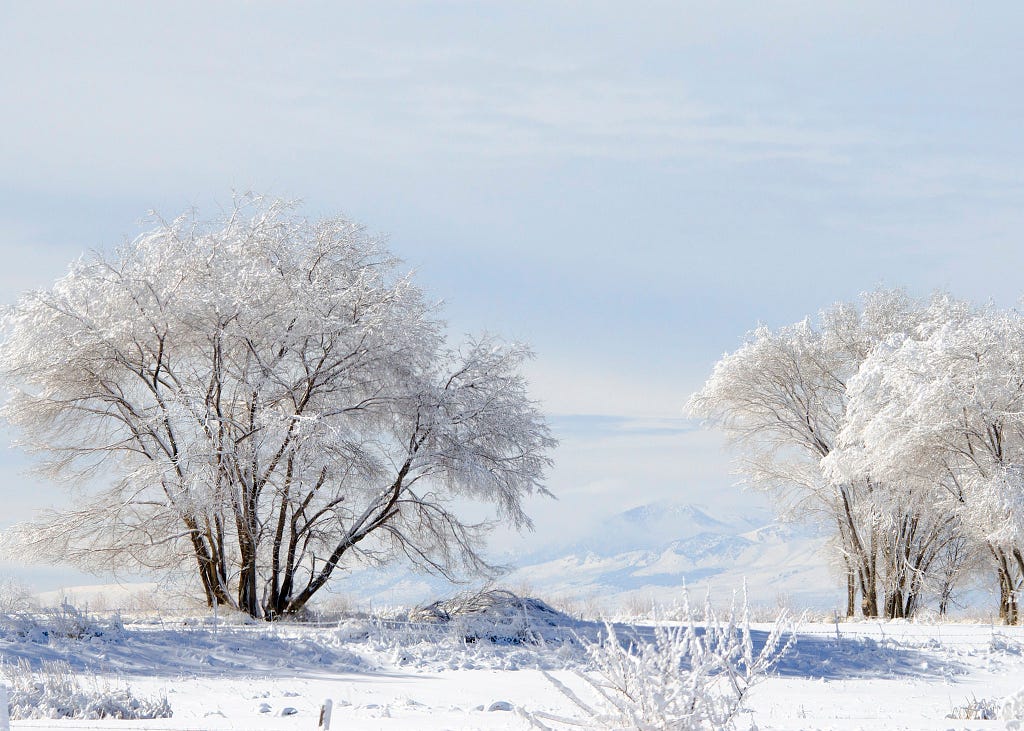 Landscape photo of trees and ground covered in snow