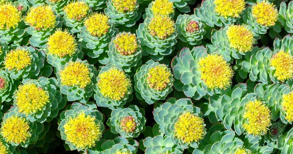 Nutrazenith : image de la rhodiola