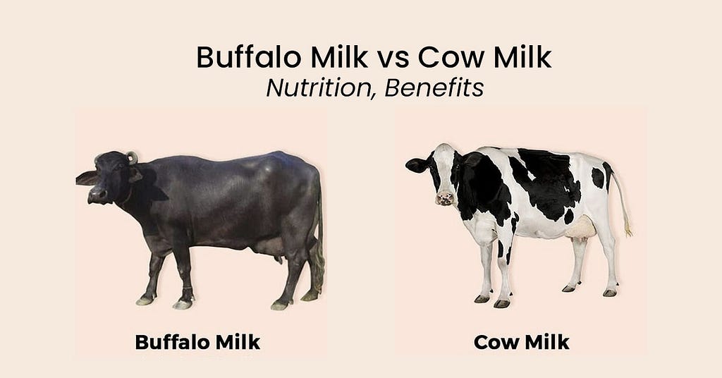 Buffalo Milk vs Cow Milk