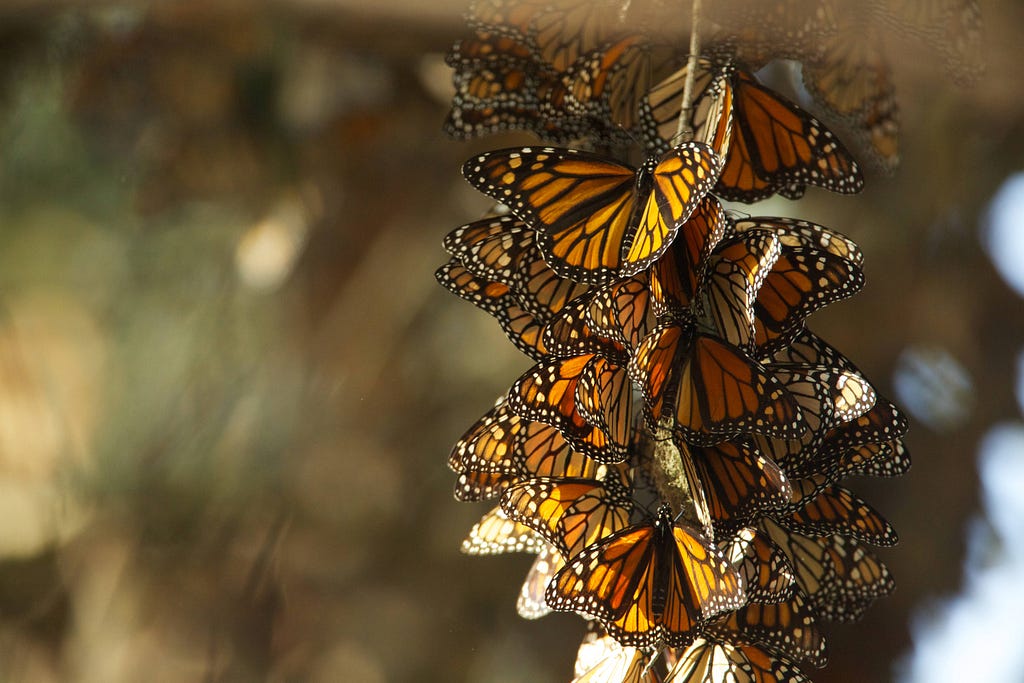 Monarch butterfly population overwintering in Pismo Beach, California by Ryan Hagerty, USFWS.