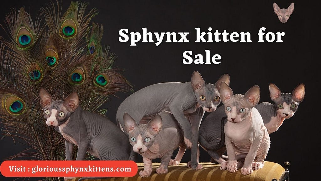 Sphynx Kitten for Sale: