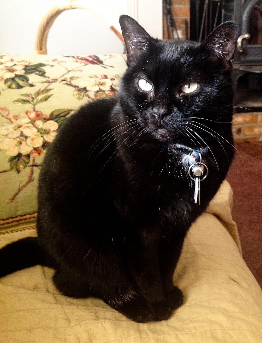 Roxy, a black cat