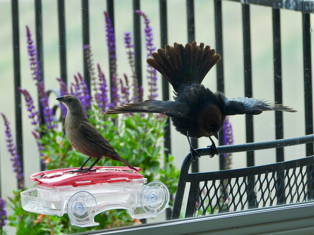 Male Brown-headed Cowbird (Molothrus ater) giving a courtship display to a female.
