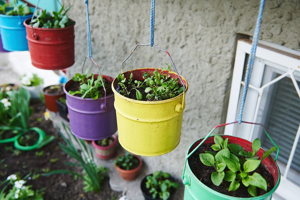 Container Gardening 101: The Ultimate Guide for Beginners