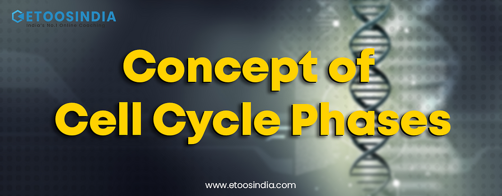 Concept Of Cell cycle phase