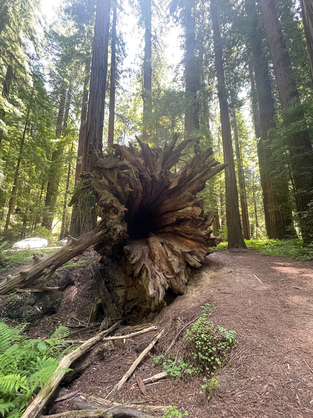 Fallen redwood tree