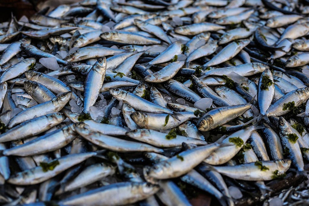 A pile of fish on the ice