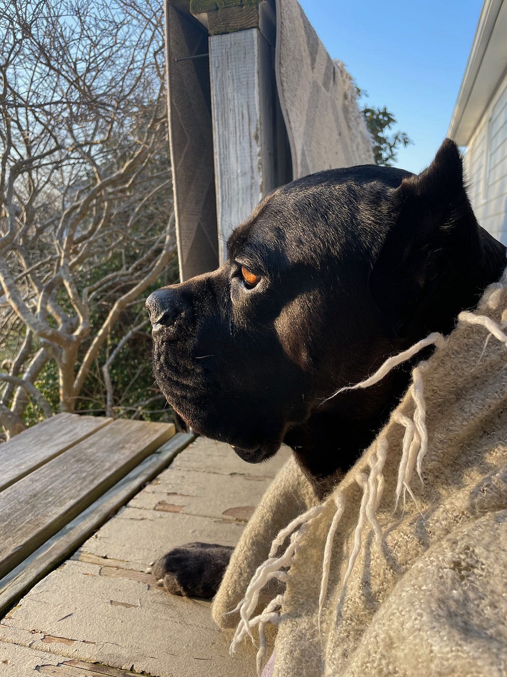 A side profile of black cane corso dog lying on a porch wrapped in a beige blanket gazing at his last sunset.