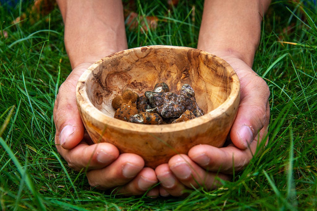 Magic truffles in Amsterdam grass