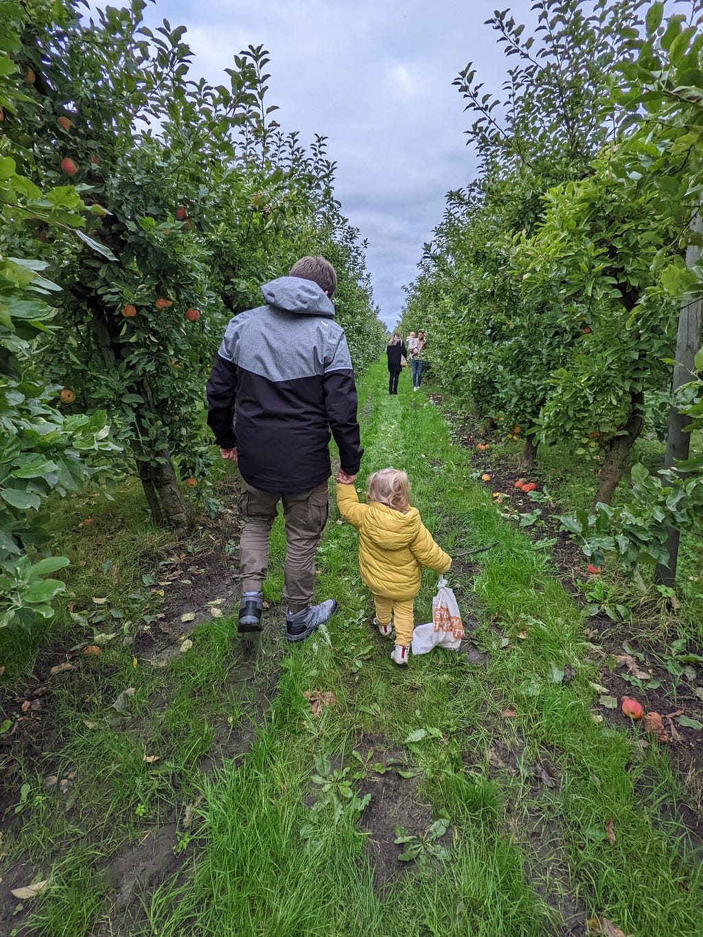 Apple picking in Olmenhorst