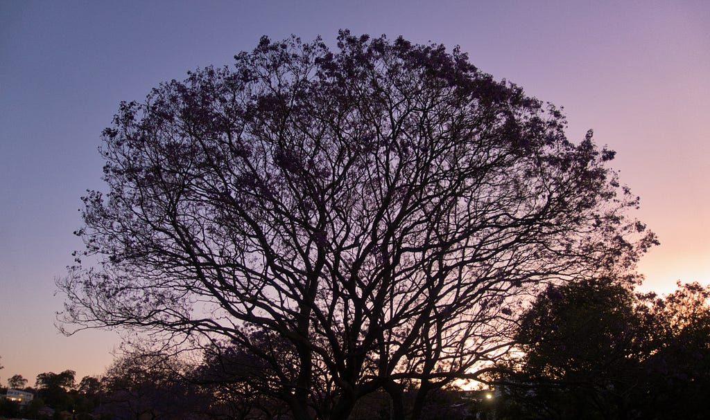 A purple-pink sunset with a large tree in the center.