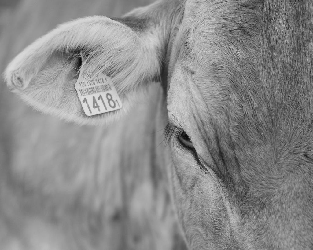 An image of a cow from a side angle, with its head lowered and eyes expressing deep despair