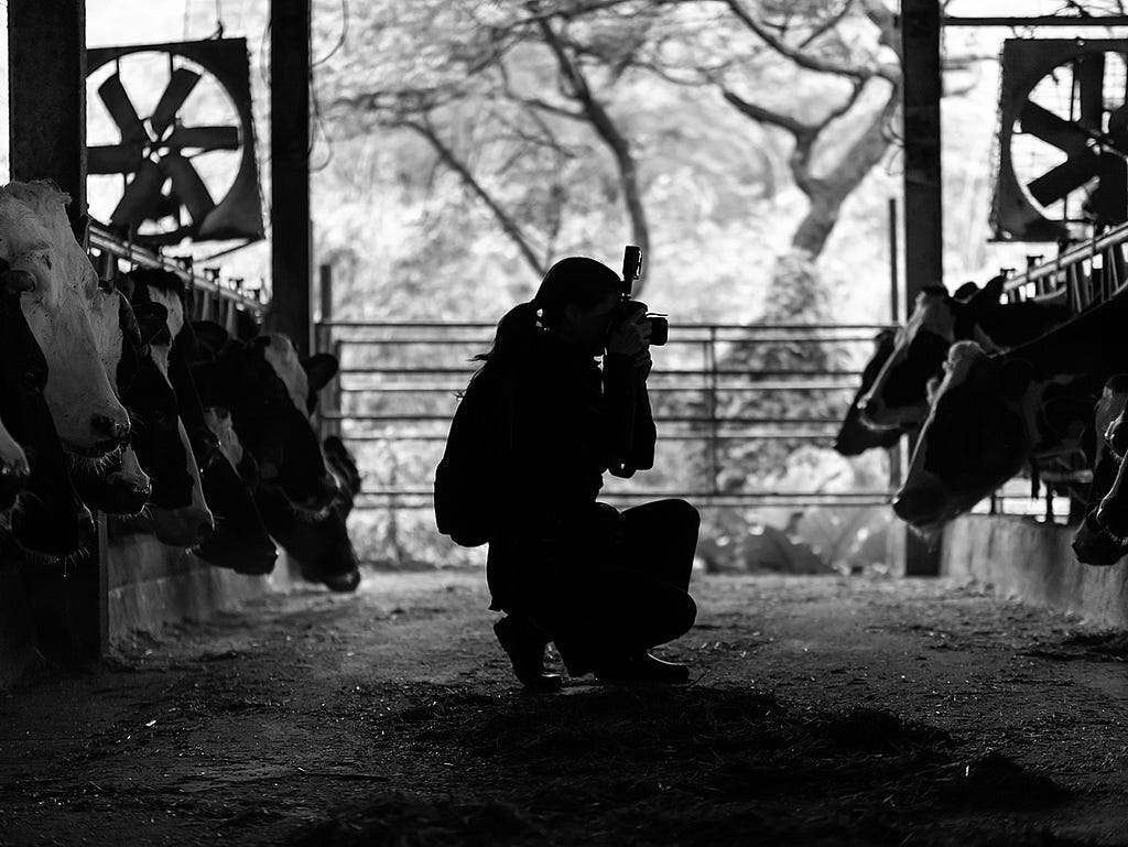 Documenting conditions inside a dairy farm. Taiwan, 2019. Kelly Guerin / We Animals Media