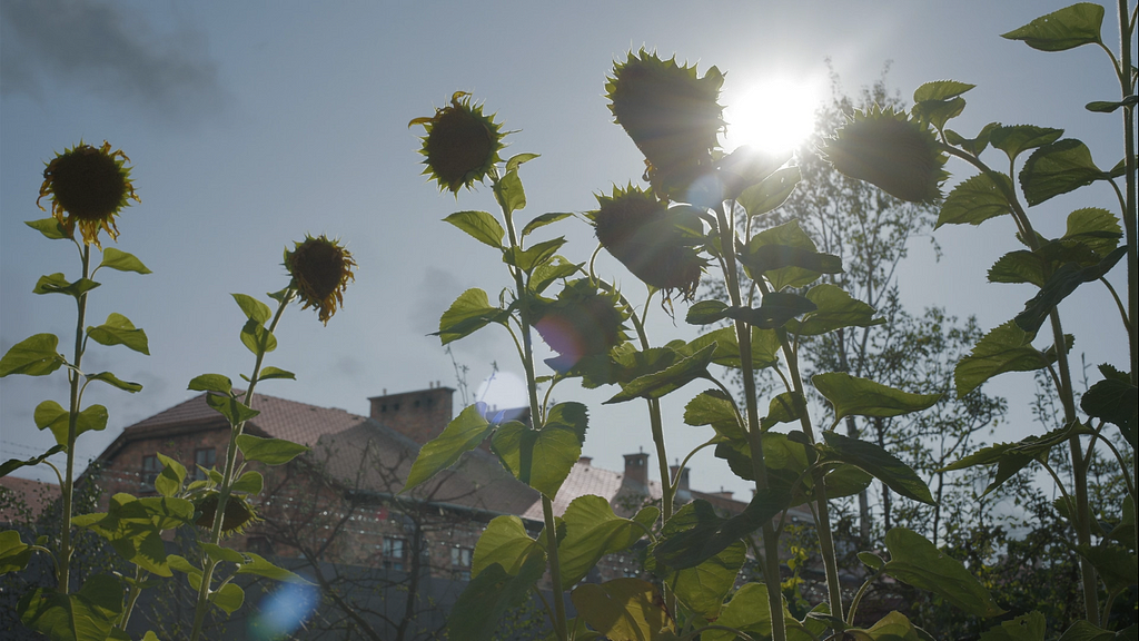 A imagem mostra girassóis crescendo em um jardim ao ar livre. O céu é visível com algumas nuvens ao fundo, indicando um dia ensolarado de verão. No fundo, há o campo de concentração de Auschwitz.