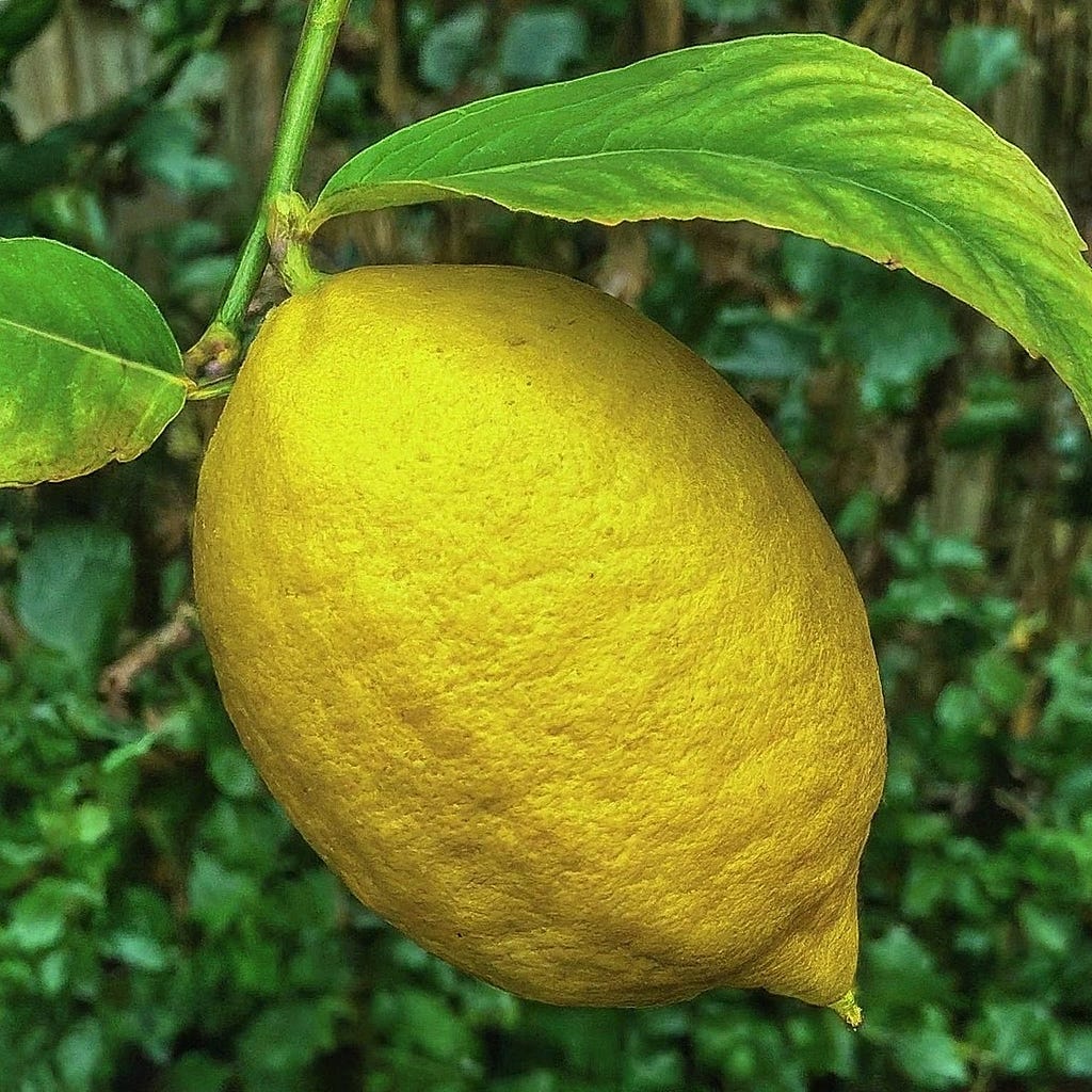 Lemon are rich in luteolin