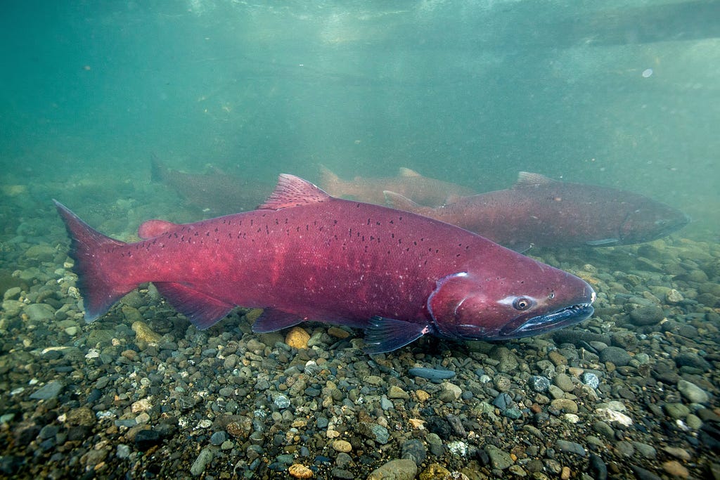 Underwater view of king salmon, all red