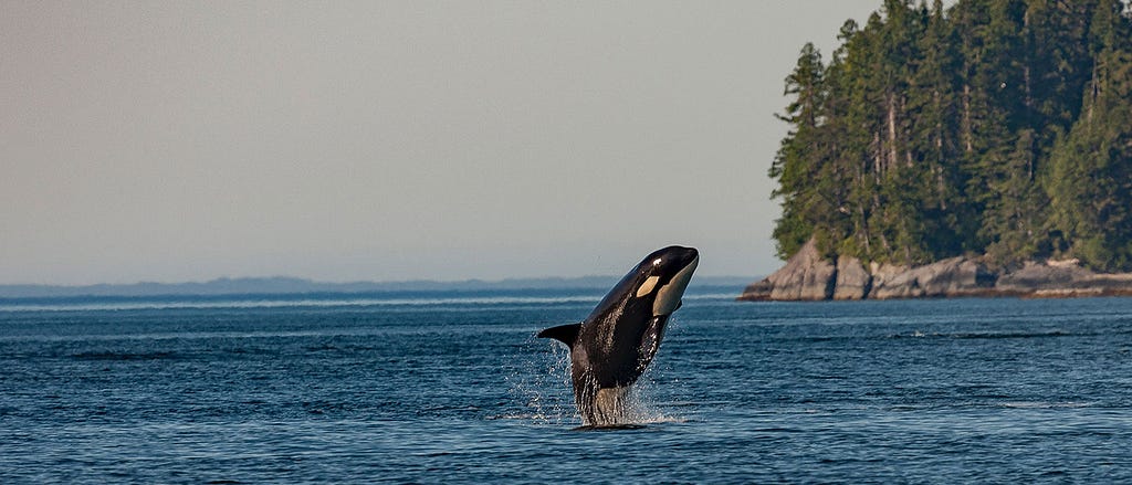 An orca is shown mid-jump, emerging from a large body of water that is vibrantly blue and slowly disappears into the horizon until it meets the sky. A rocky shore is visible in the top right corner and some dark green coniferous trees rise above the rocks.