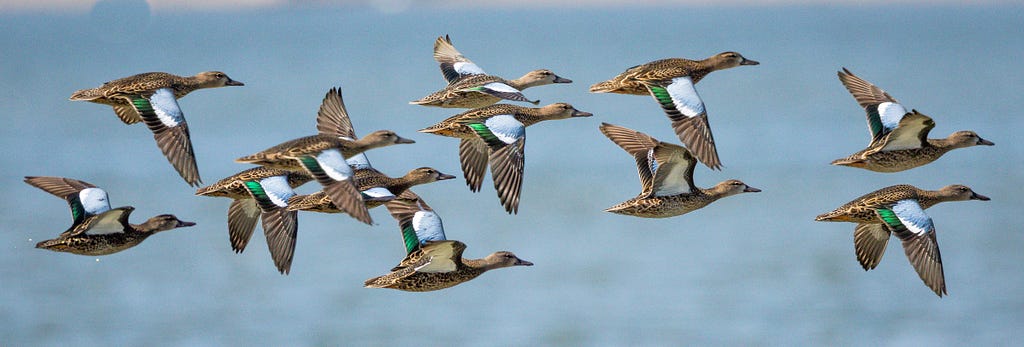 A flock of around 8 ducks in flight, in front of a blurred blue-gray background, likely a body of water. The birds are mostly brown, but each wing has a white patch and an iridescent green stripe.