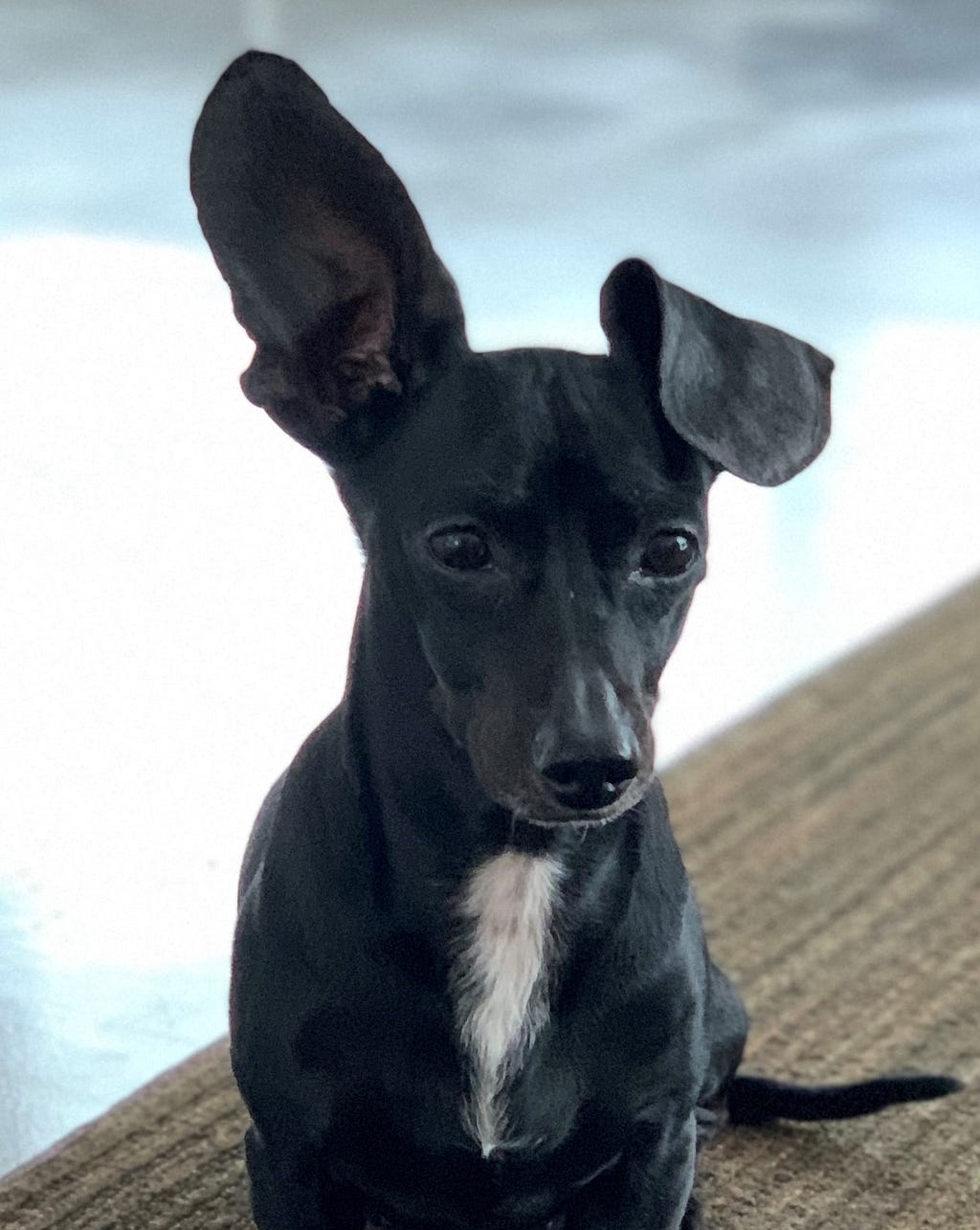 a black dog with white chest, huge expressive ears, one is down and one is up.