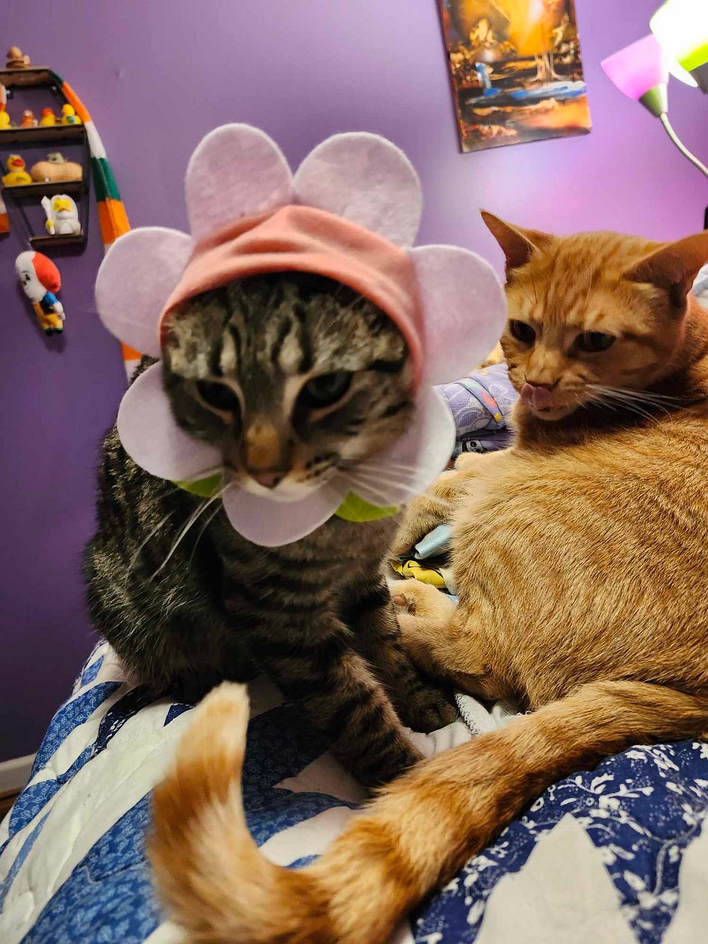 Now grey tabby Grandkitty Fredo is wearing the collar while Bouy looks on.