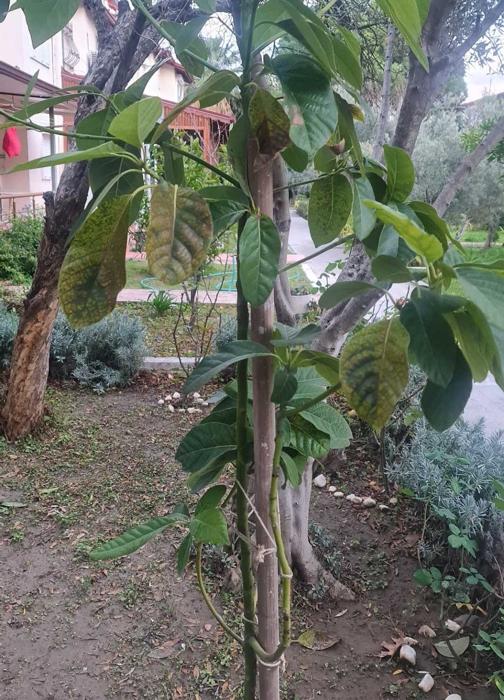 An avacado tree from our garden. Photo taken by me