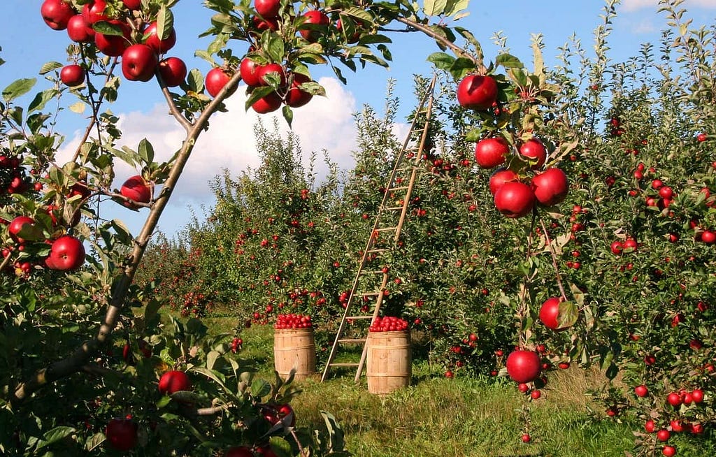 An apple orchard with a ladder against a tree.