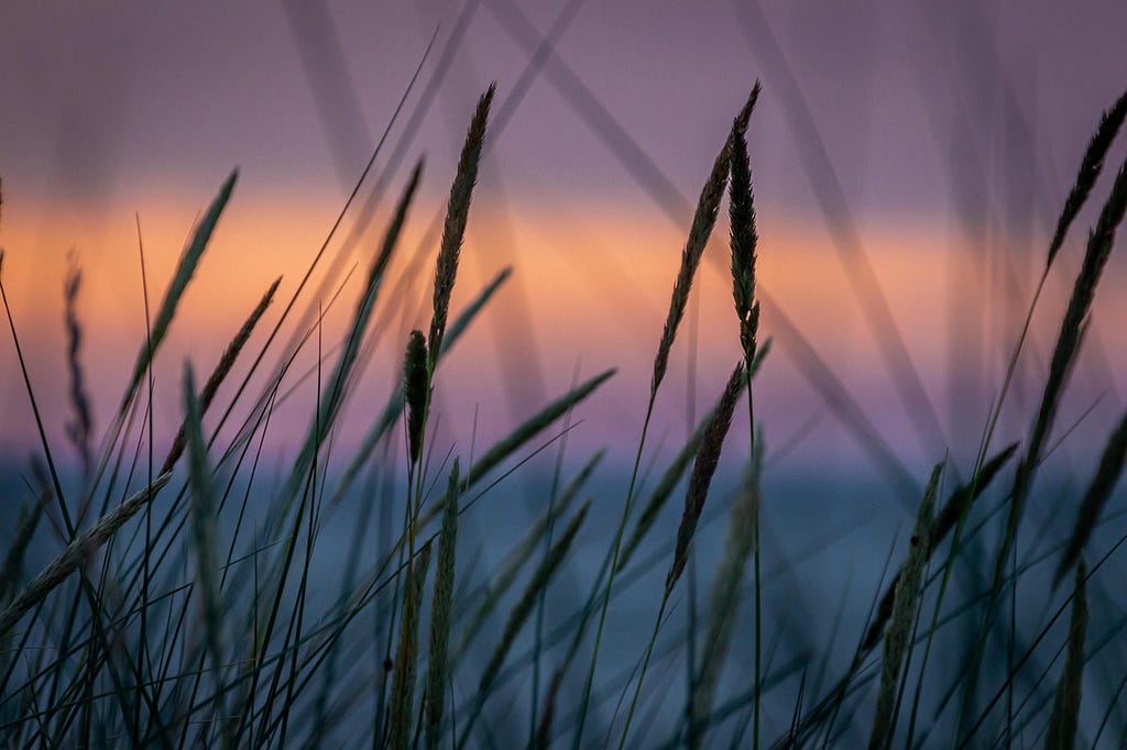 View of the sunset, from the grass