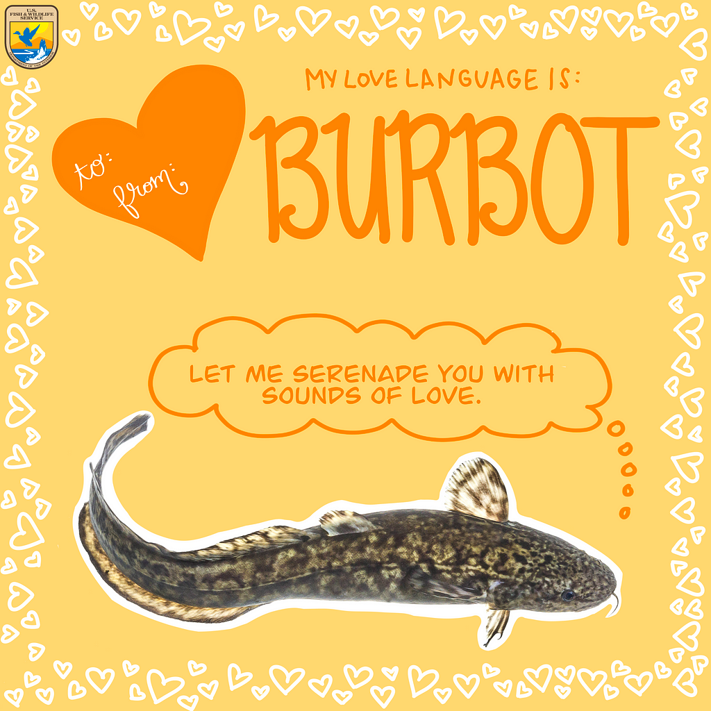 Valentine’s Card says “My love language is Burbot”. Words “Let me serenade you with sounds of love” appear above a photo of a fish.