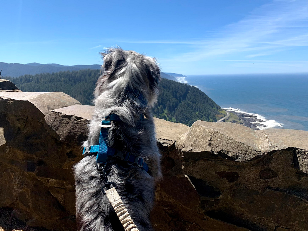 Dog with a harness on gazing over some rocks at the Oregon coast.