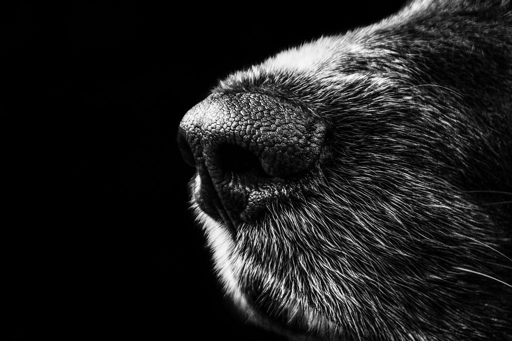 Image of a dog’s nose