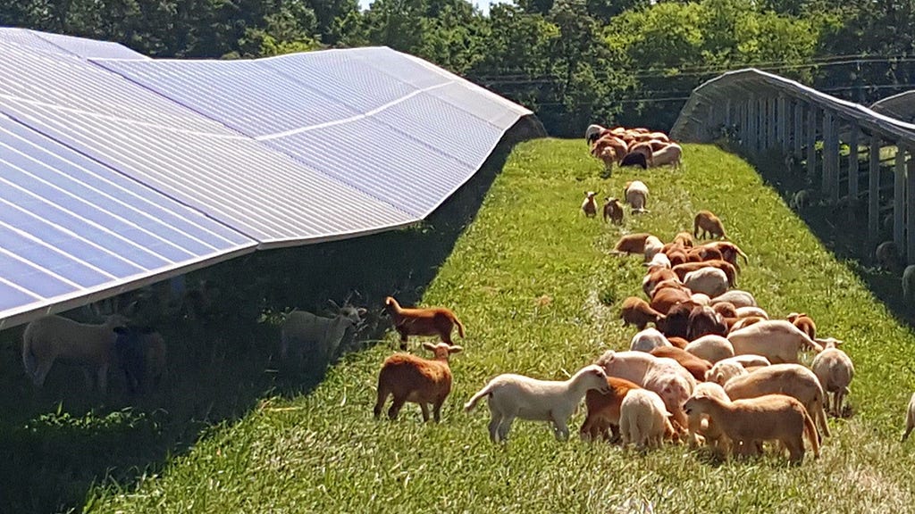 A herd of sheep grazing in a solar array