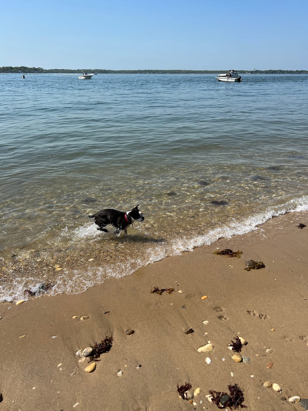 Dog running in the water’e edge