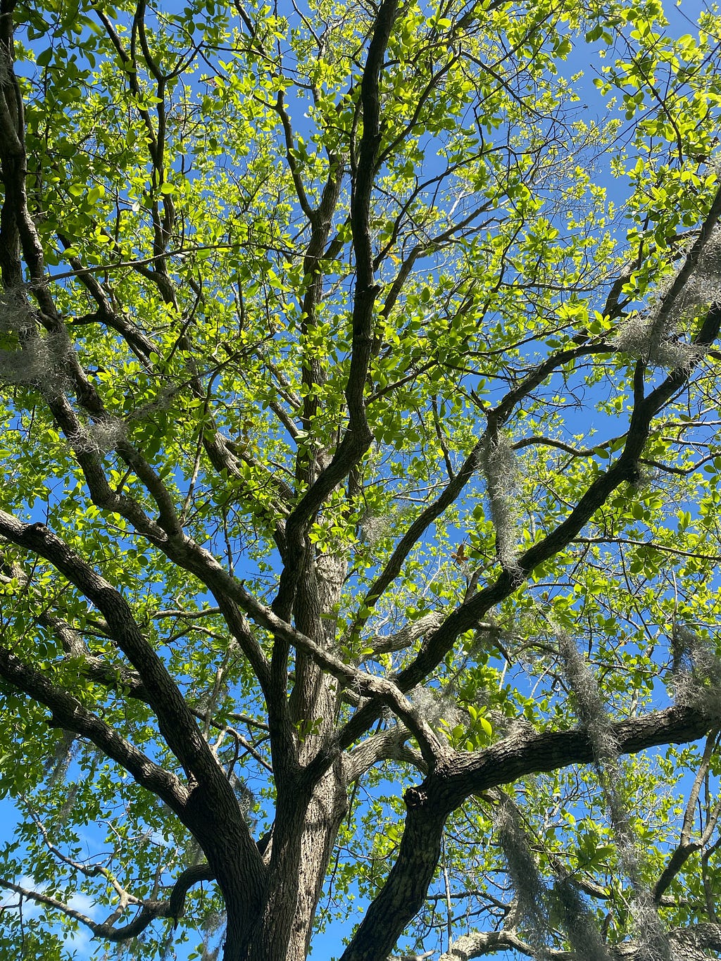 Image of beautiful bright green leaves with the blue sky for background dramatic effects.